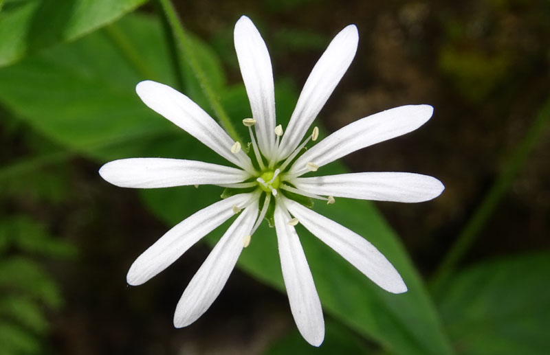 Stellaria nemorum subsp. nemorum / Centocchio dei boschi